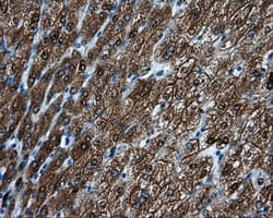 HMRF1L / MTRF1L Antibody (clone OTI1B3, Carrier-free)
