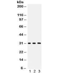 PRDX4 / Peroxiredoxin 4 Antibody