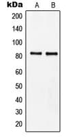 Polyclonal Rabbit anti-Human MZF / MZF1 Antibody (N-Terminus, IHC, IF, WB)