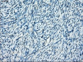 SSX2 Antibody (clone OTI4D10, Carrier-free)