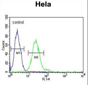 TRMT11 Antibody (aa303-332)