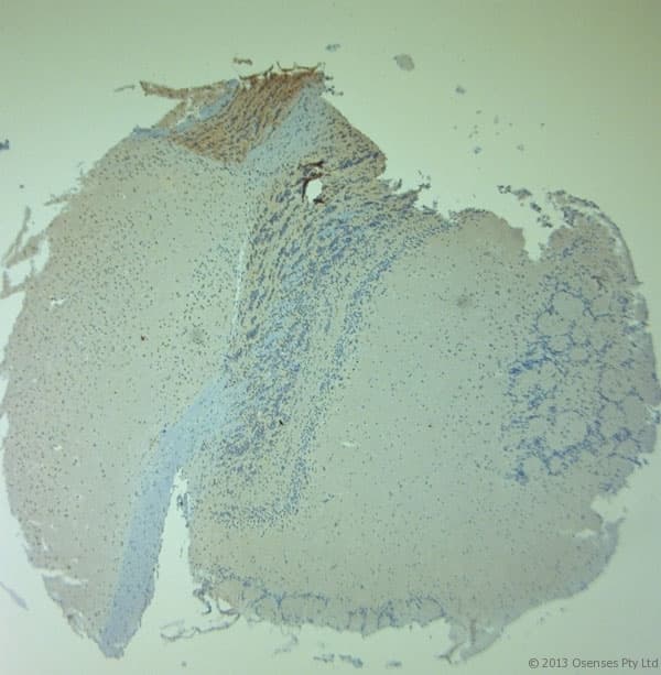 Polyclonal Rabbit anti-Human NOS1 / nNOS Antibody (aa1390-1434, IHC)