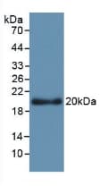 APOL2 / Apolipoprotein L 2 Antibody