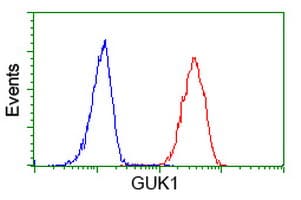 GUK1 / Guanylate Kinase 1 Antibody (clone OTI1D7)