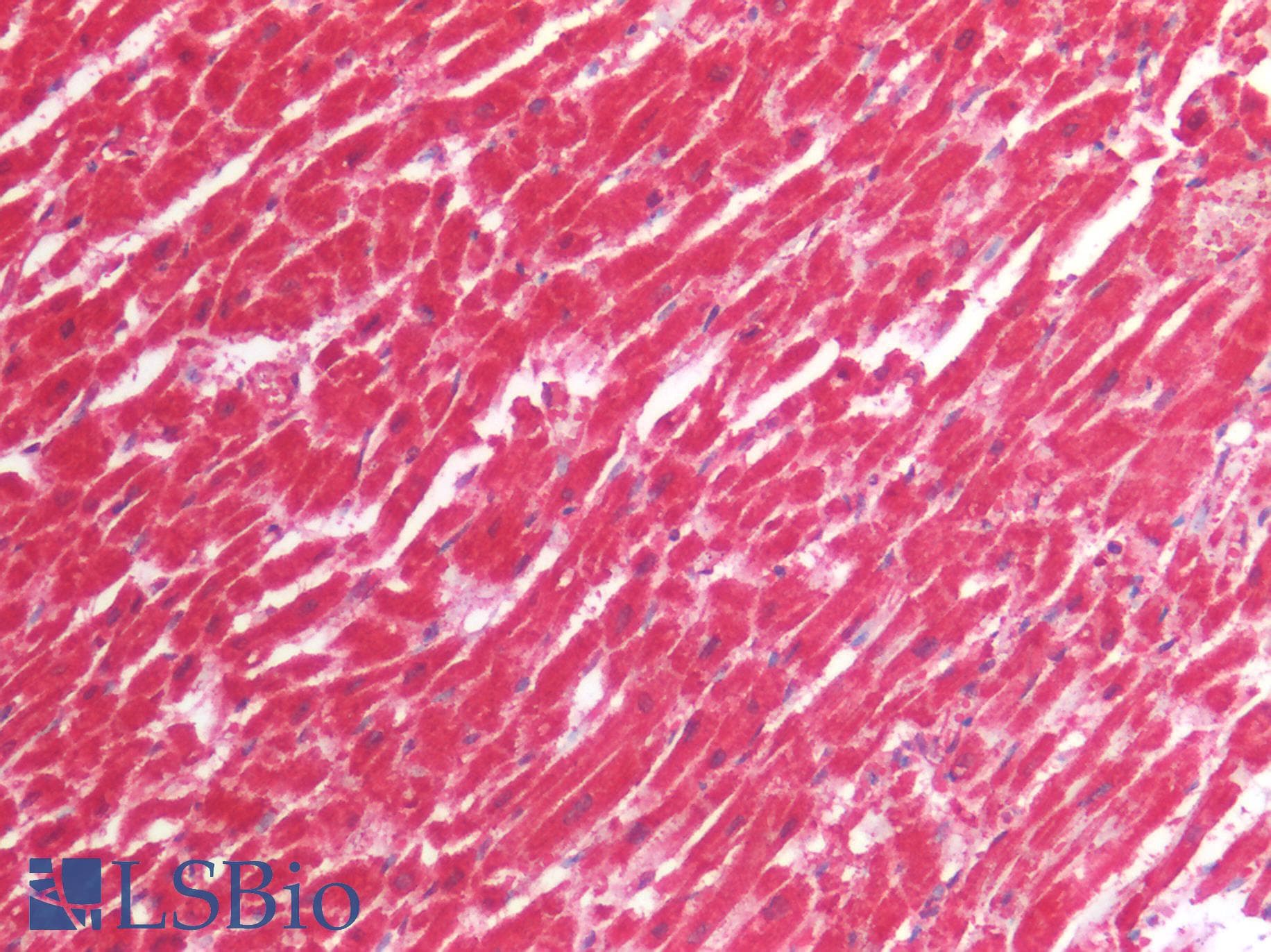 PathPlus™ DOCK5 Antibody (aa350-400)