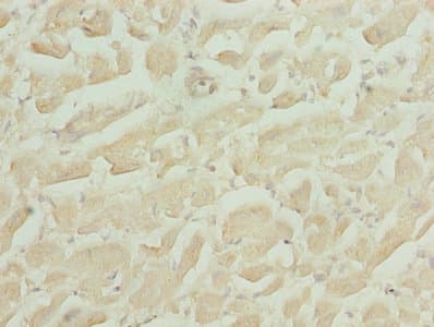 HS3ST1 Antibody