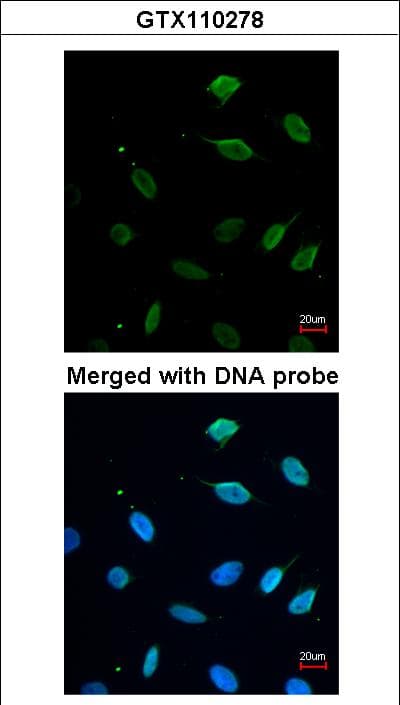 MCM7 Antibody (aa190-481)