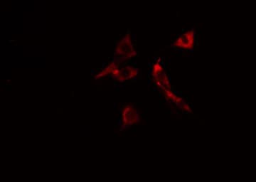 p66 / SHC Antibody (phospho-Tyr427)