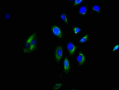 GNGT2 Antibody