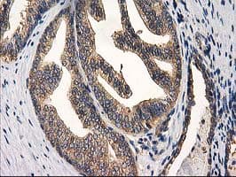 CHCHD5 Antibody (clone OTI9E6)