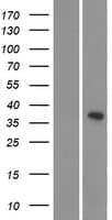 CDKL4 Protein (Over-Expression Lysate Myc-DDK (Flag))