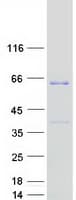 Human Fam114a2 Protein (Recombinant Myc-DDK (Flag))