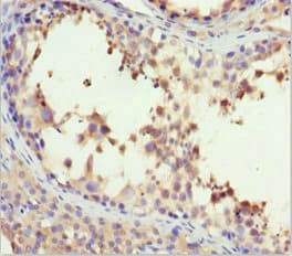 H2AFY / MACROH2A1 Antibody