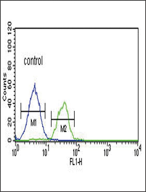 Polyclonal Rabbit anti-Human LRRN3 Antibody (aa107-134, WB)