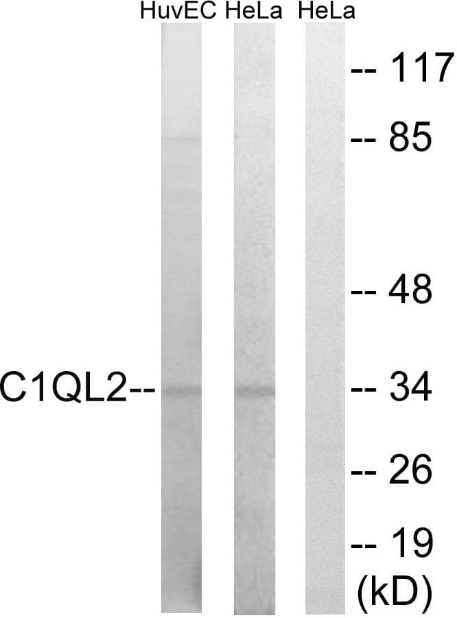 CTRP10 / C1QL2 Antibody