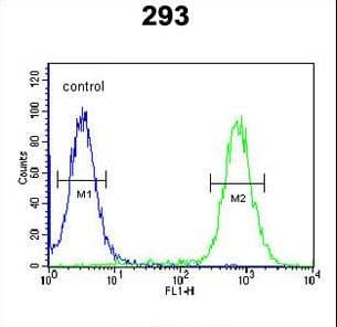 EXOC3L2 Antibody (aa54-83)