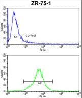 COQ3 Antibody (aa172-201)