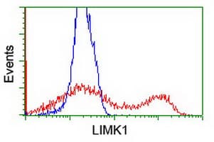 LIMK1 / LIMK Antibody (clone OTI 7C3)