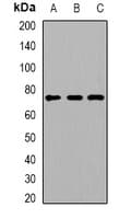 ACOX1 / ACOX Antibody