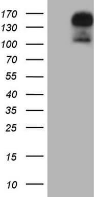 GLI2 Antibody (aa729-1123, clone OTI1F9)