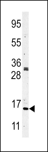 Histone H3 Antibody (aa1-30)