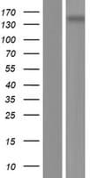 GRM5 / MGLUR5 Protein (Over-Expression Lysate Myc-DDK (Flag))