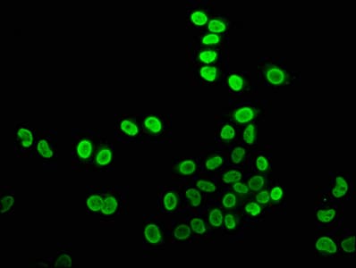Polyclonal Rabbit anti-Human HIST1H4I Antibody (IF, WB)