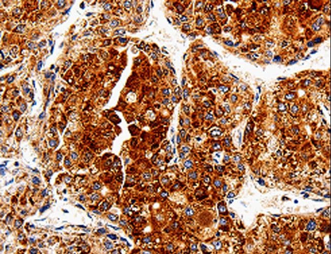 COX19 Antibody
