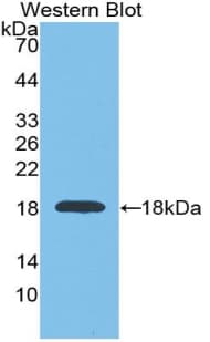 GAPDH Antibody (aa2-148)