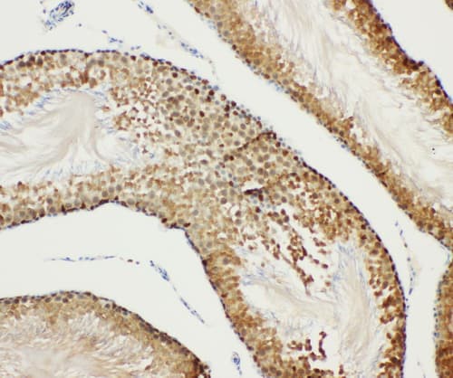 BUB3 Antibody (aa76-90)