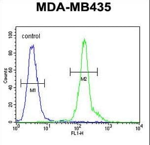 CLEC10A / CD301 Antibody (aa1-30)