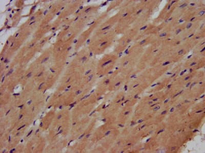 AHNAK Antibody