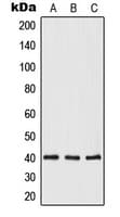 OPTC / Opticin Antibody (C-Terminus)