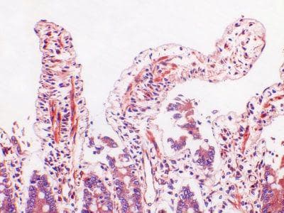 ACKR4 / CCRL1 / CCR11 Antibody (clone 1G4)