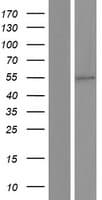 HNF4G / HNF4 Gamma Protein (Over-Expression Lysate Myc-DDK (Flag))
