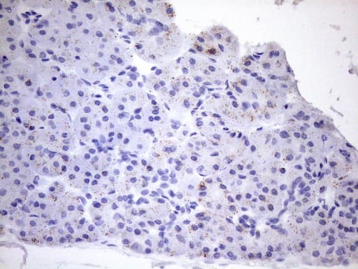 PPIF / Cyclophilin F Antibody (clone OTI1G8)