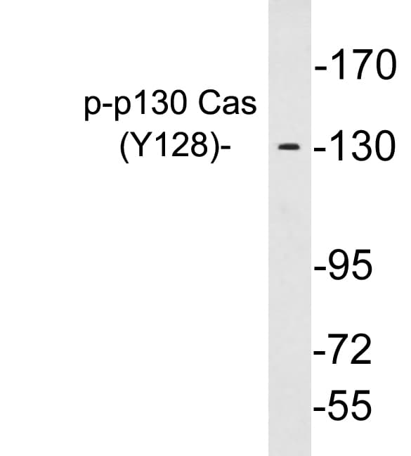 BCAR1 / p130Cas Antibody (phospho-Tyr128)