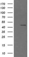 CHGA / Chromogranin A Antibody (clone OTI1G3)
