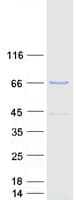 Human CRY2 Protein (Recombinant Myc-DDK (Flag))