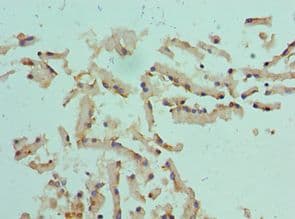 CST1 / Cystatin SN Antibody (aa20-141)
