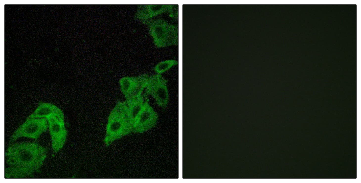 Polyclonal Rabbit anti-Human OR4C3 Antibody (aa196-245, IF, WB)