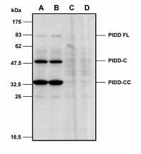 PIDD1 Antibody (clone Lise-1)