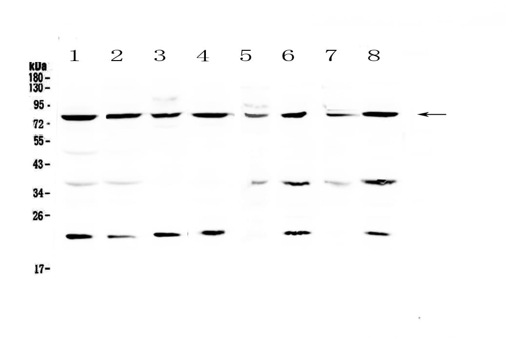 MRE11A / MRE11 Antibody