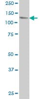 USP48 Antibody (clone 3G4)