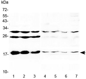Polyclonal Rabbit anti-Mouse TSLP Antibody (WB)