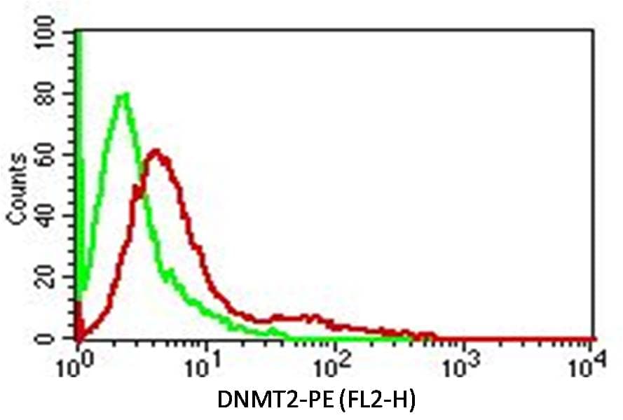 TRDMT1 / DNMT2 Antibody