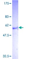 Human GPBAR1 / TGR5 Protein (Recombinant GST)
