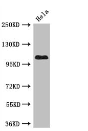 USP33 / VDU1 Antibody