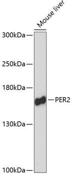 PER2 Antibody