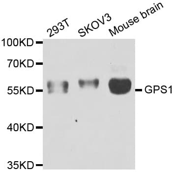 Polyclonal Rabbit anti-Human GPS1 / CSN1 Antibody (IHC, IF, WB)